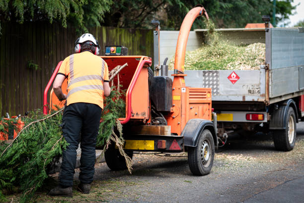 How Our Tree Care Process Works  in  Gunbarrel, CO