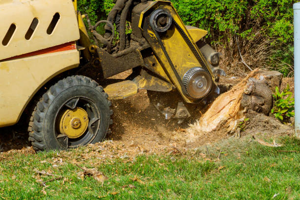 Best Lawn Maintenance Plans  in Gunbarrel, CO