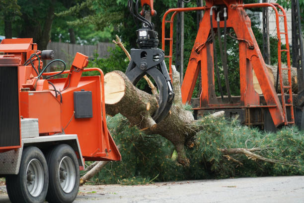 Gunbarrel, CO Tree Services Company